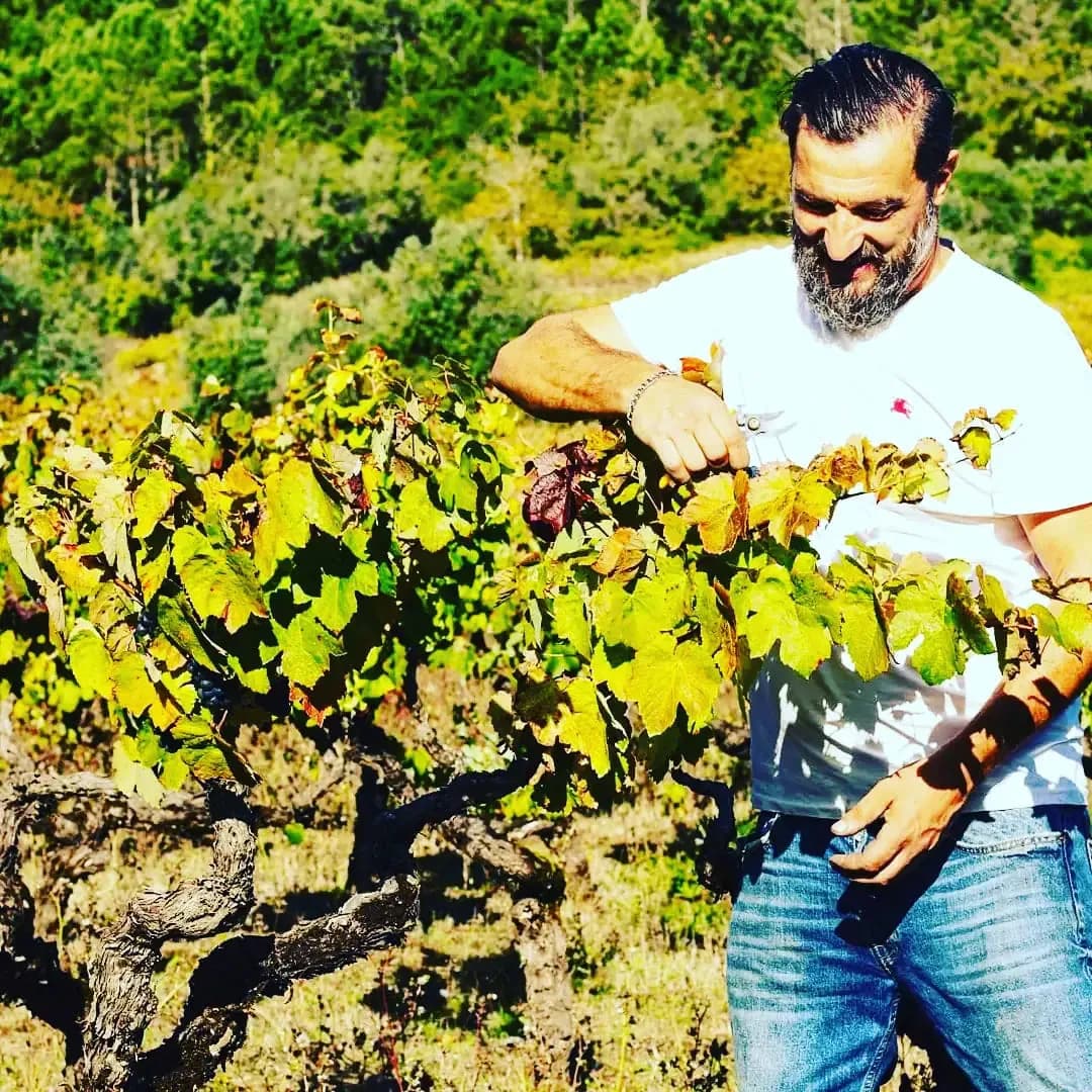 A ver as uvas numa cepa de pé franco, no Outono